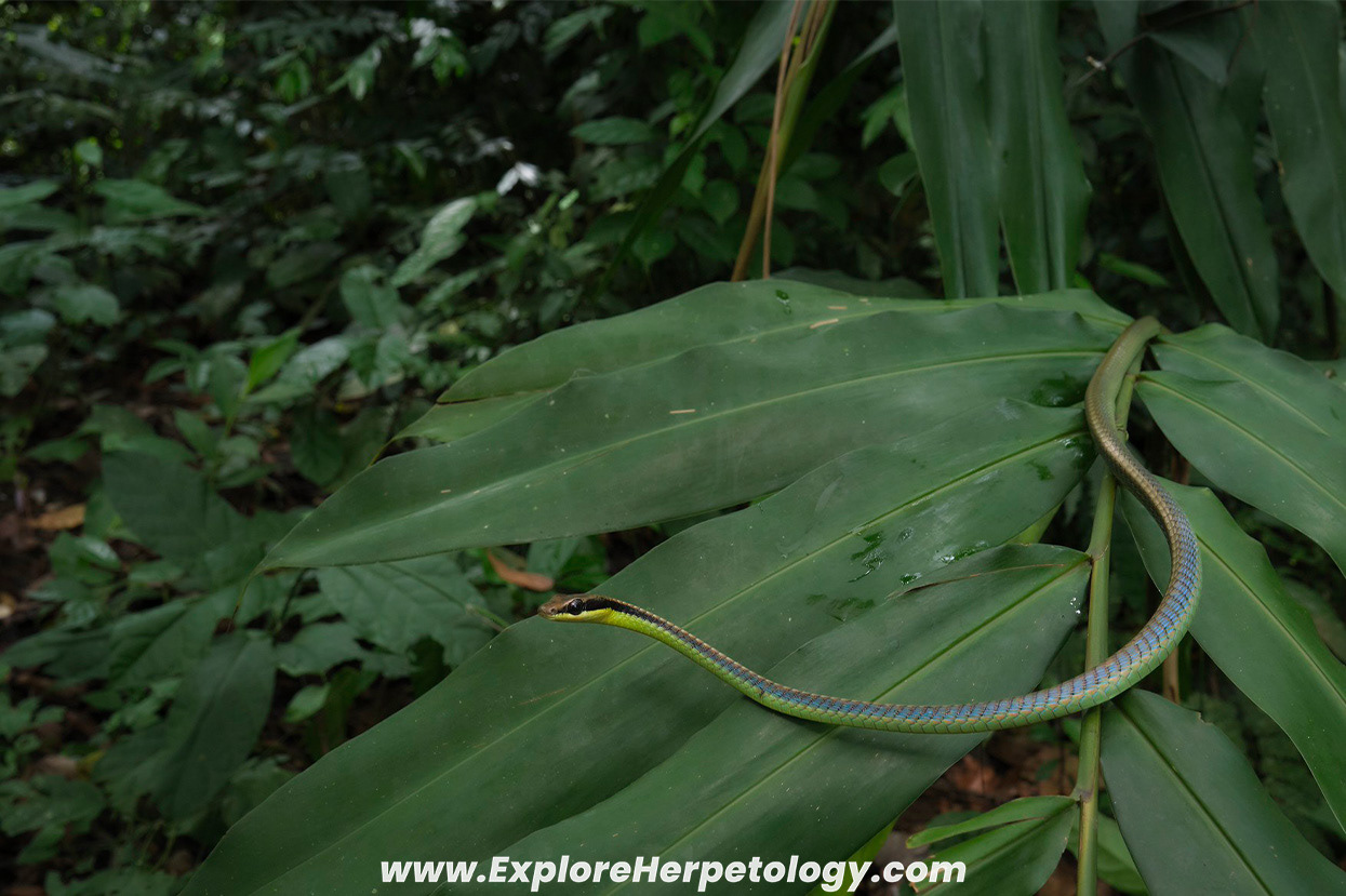 Blue bronzeback (Dendrelaphis cyanochloris).