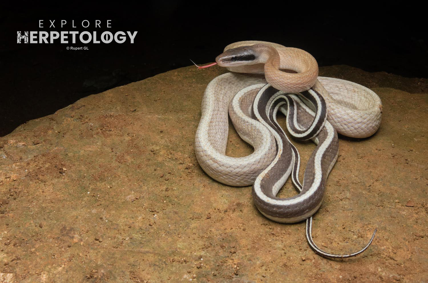 Ridley's cave racer (Elaphe taeniura ridleyi)