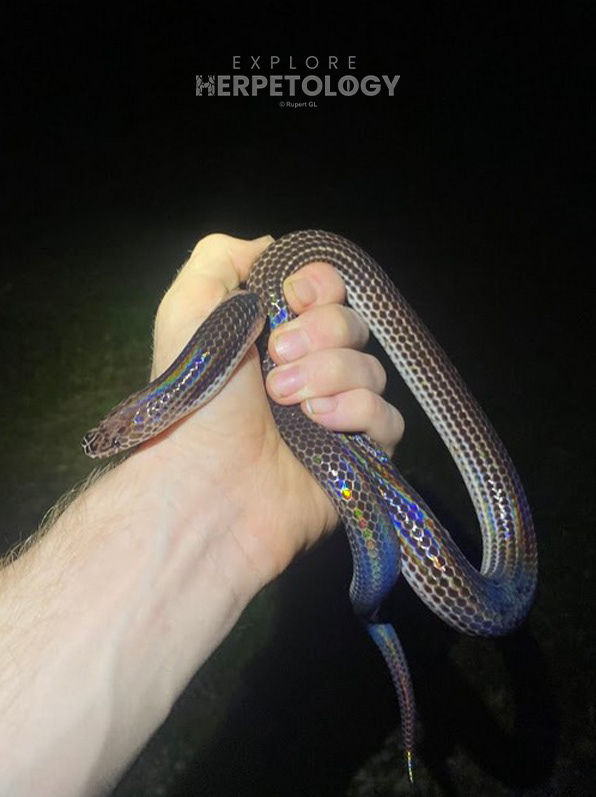 Sunbeam snake (Xenopeltis unicolor).