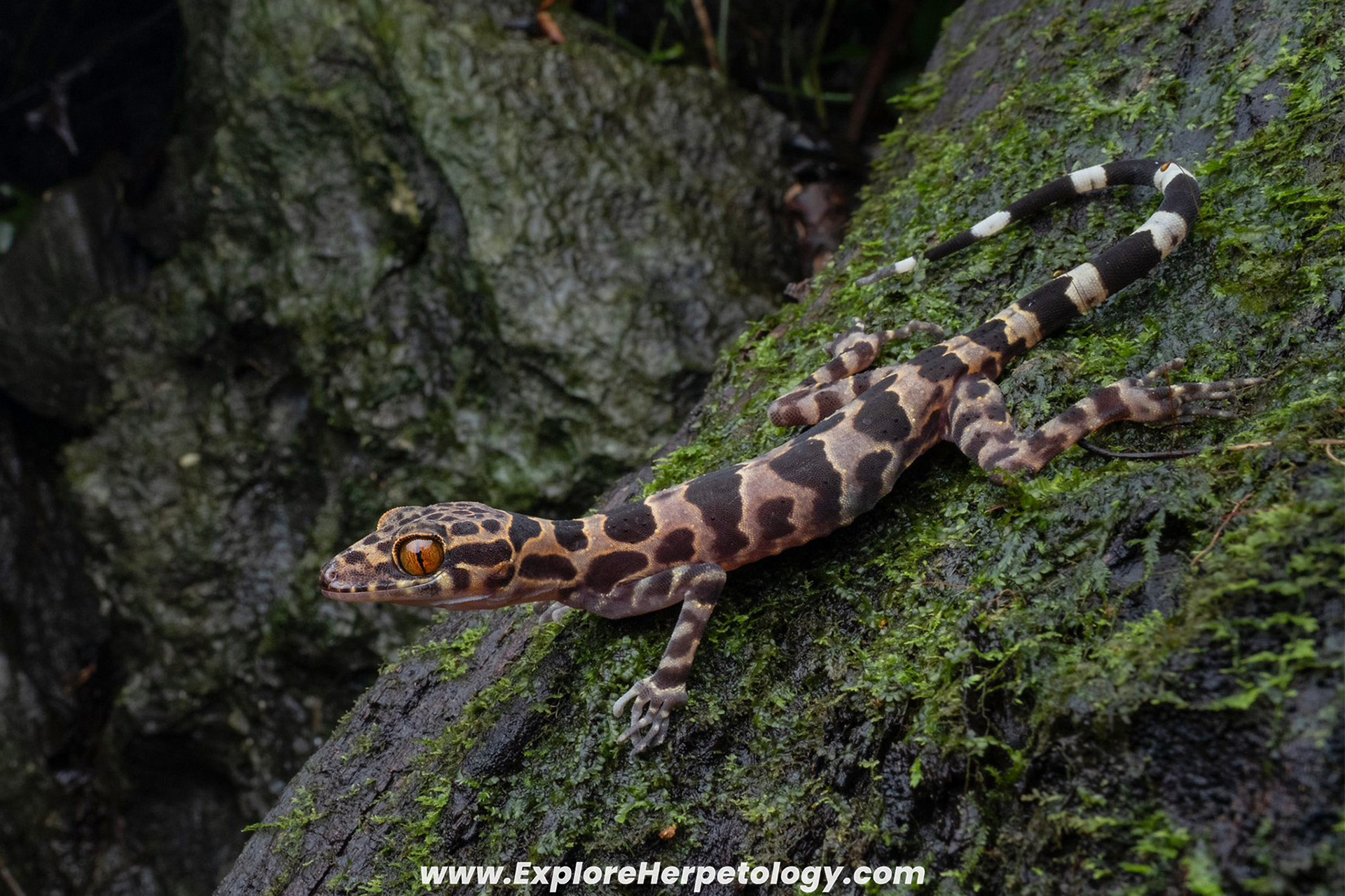 Cuc Phuong bent-toed gecko (Cyrtodactylus cucphuongensis).