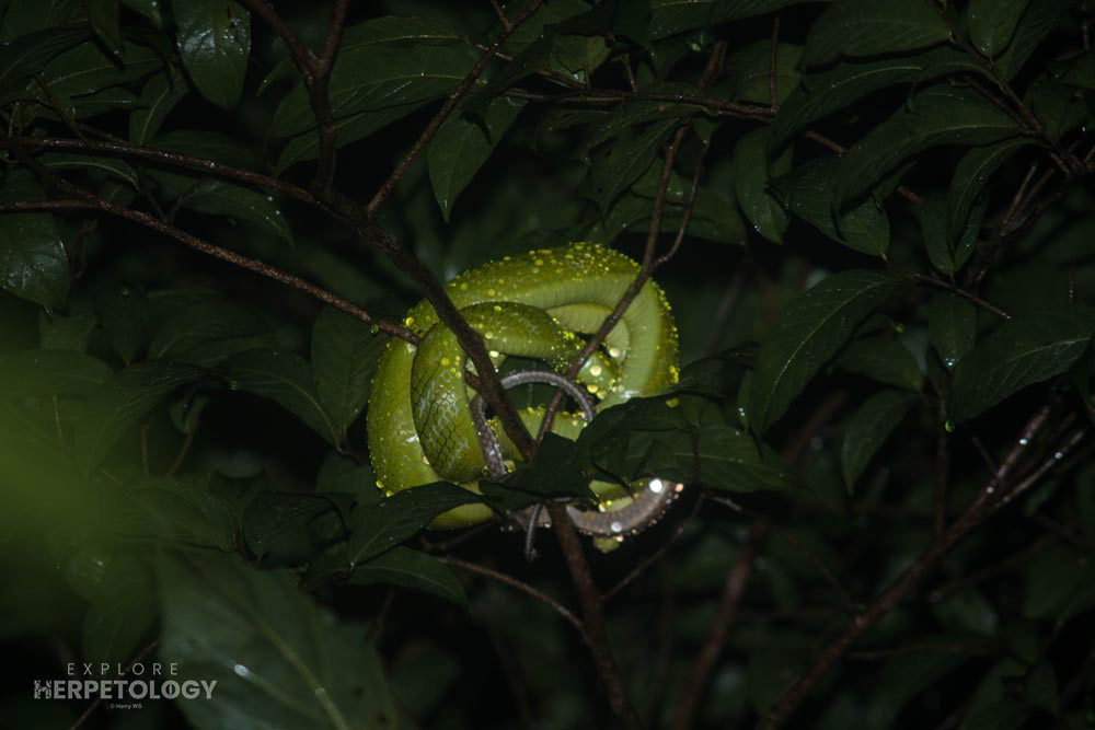 Red-tailed racer (Gonyosoma oxycephalum)