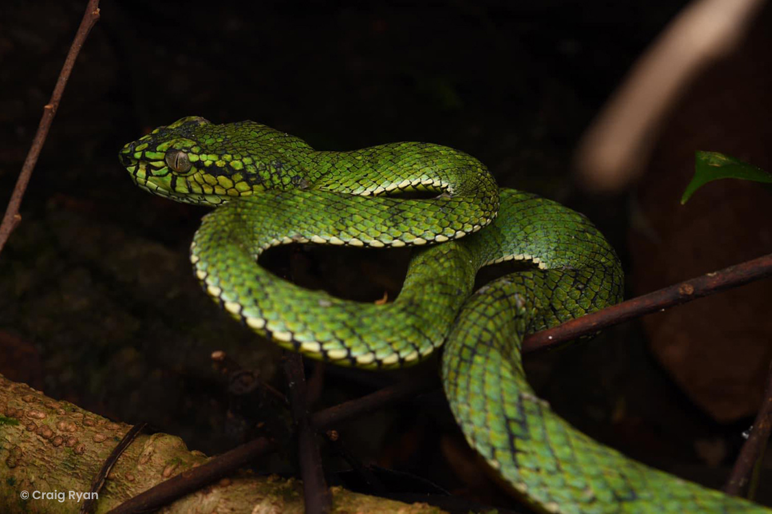 Sumatran pit viper (Trimeresurus sumatranus)