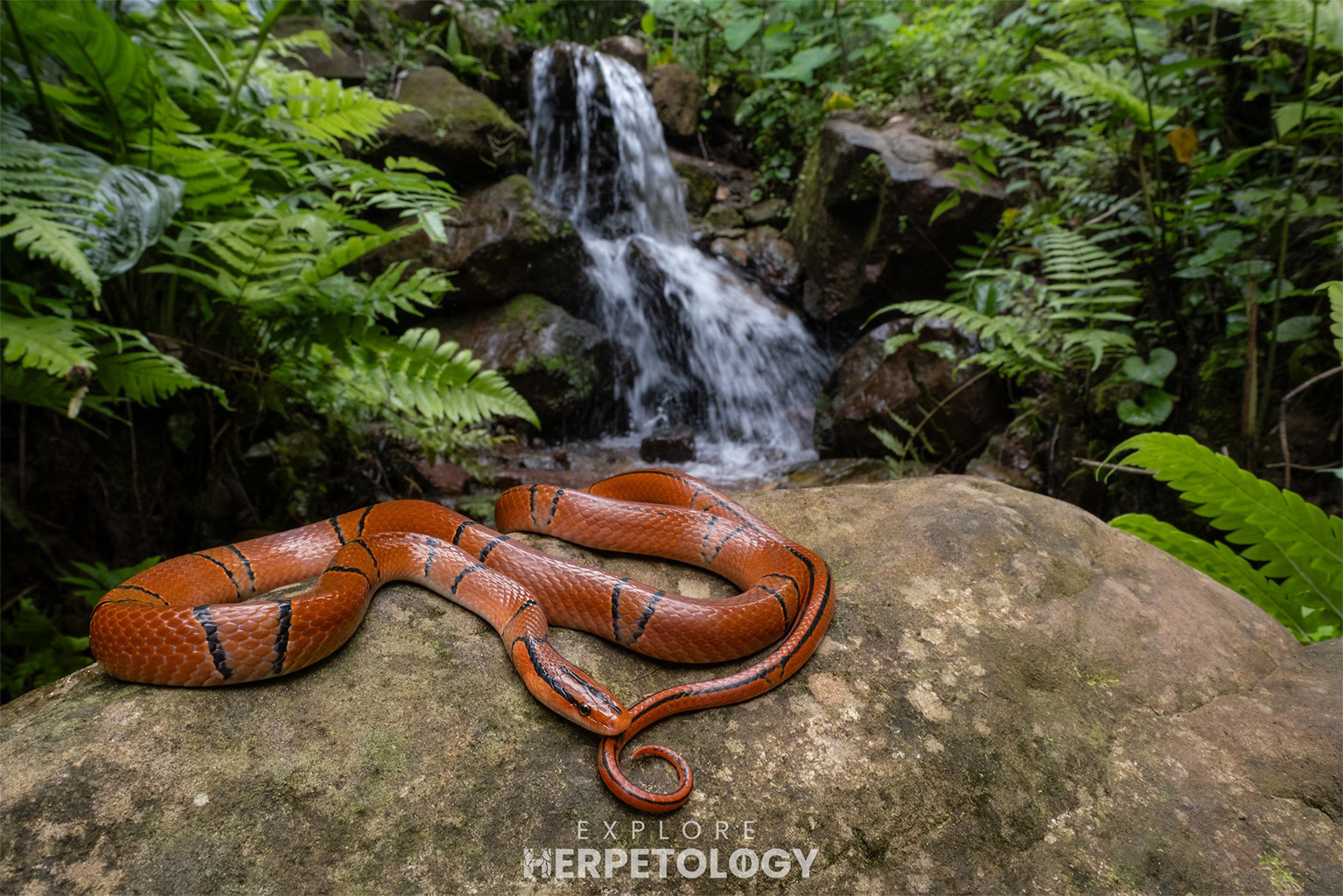 Yunnan red bamboo ratsnake (Oreocryptophis porphyracea pulchra)