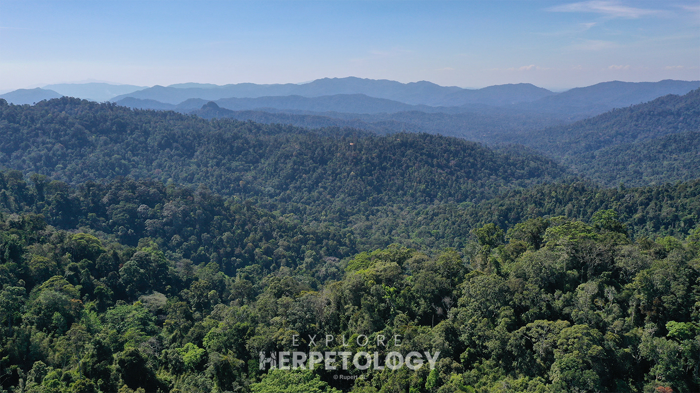 Highlands of Betong, stretching into the Ulu Muda forest complex in Malaysia.