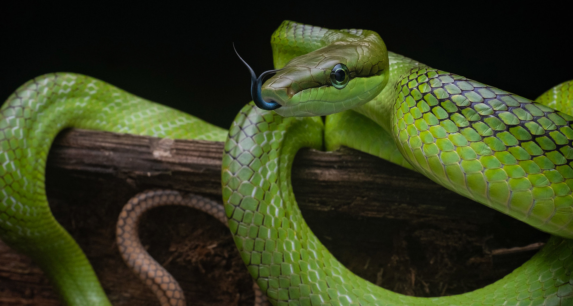 Red-tailed ratsnake (Gonyosoma oxycephalum).