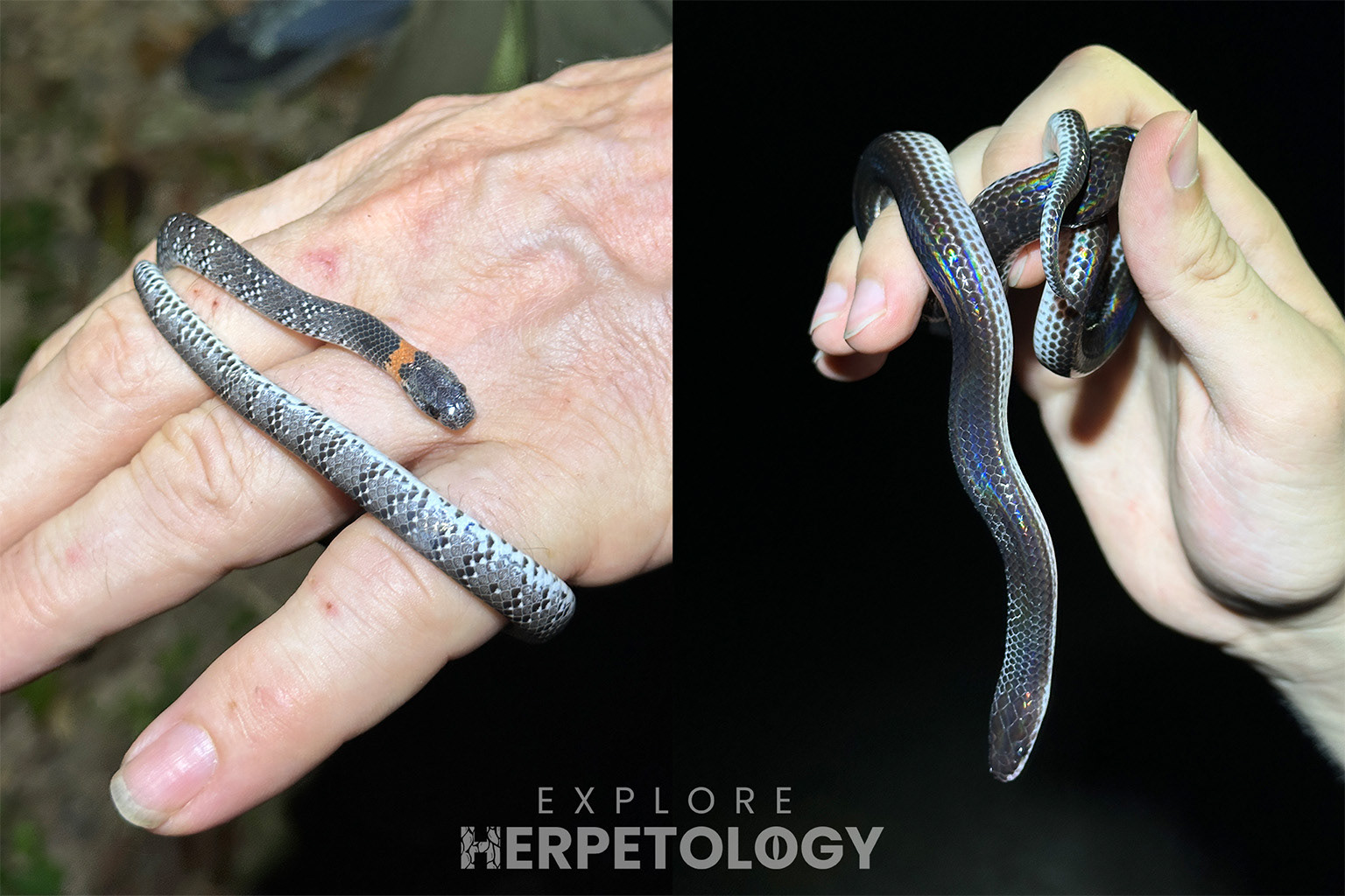 Left: White-spotted slug snake (Pareas margaritophorus). Right: Sunbeam snake (Xenopeltis unicolor).