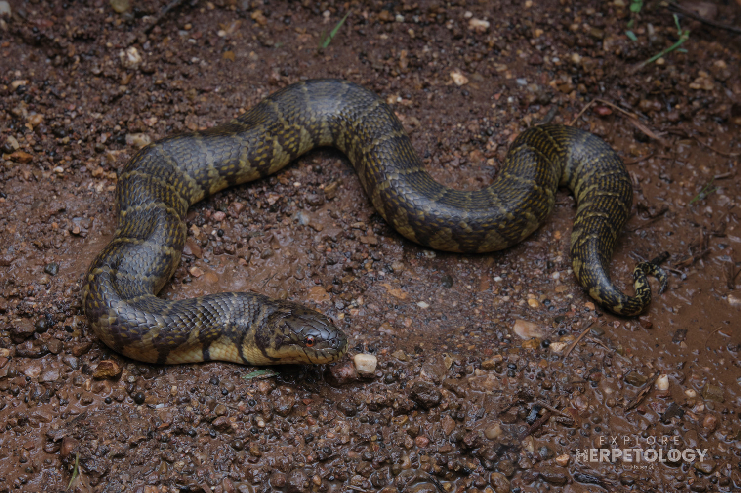 Bocourt’s mud snake (Subsessor bocourti).