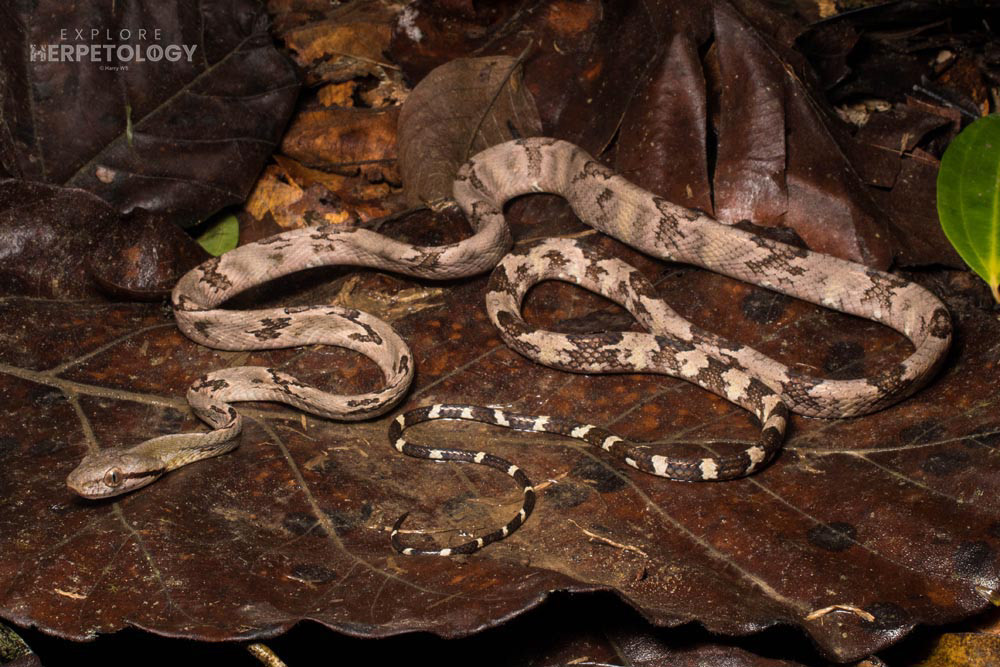 Dog-toothed cat snake (Boiga cynodon)