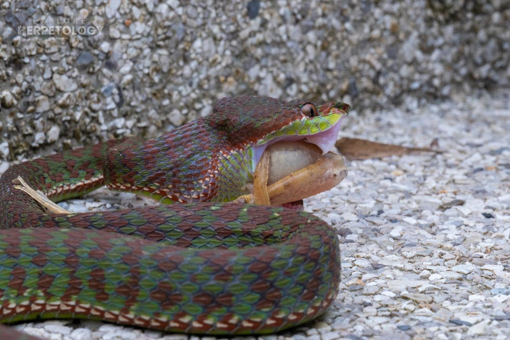 Phuket pit viper (Trimeresurus phuketensis) predating on a four-lined tree frog (Polypedates leucomystax)