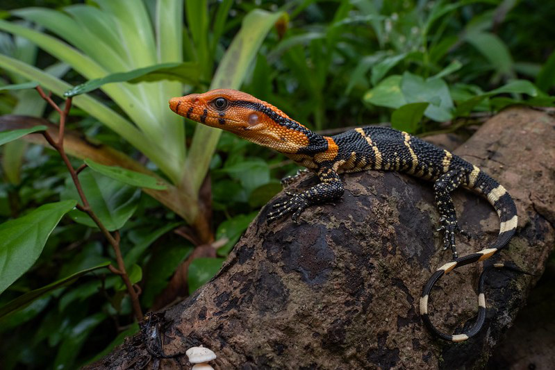 Dumeril's monitor (Varanus dumerilii)