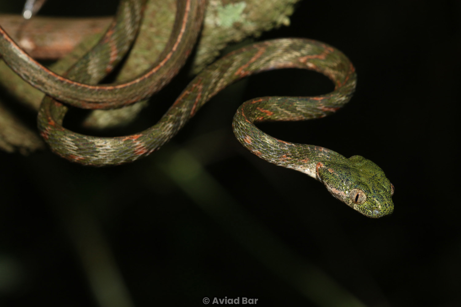 Bengkulu cat snake (Boiga bengkuluensis).
