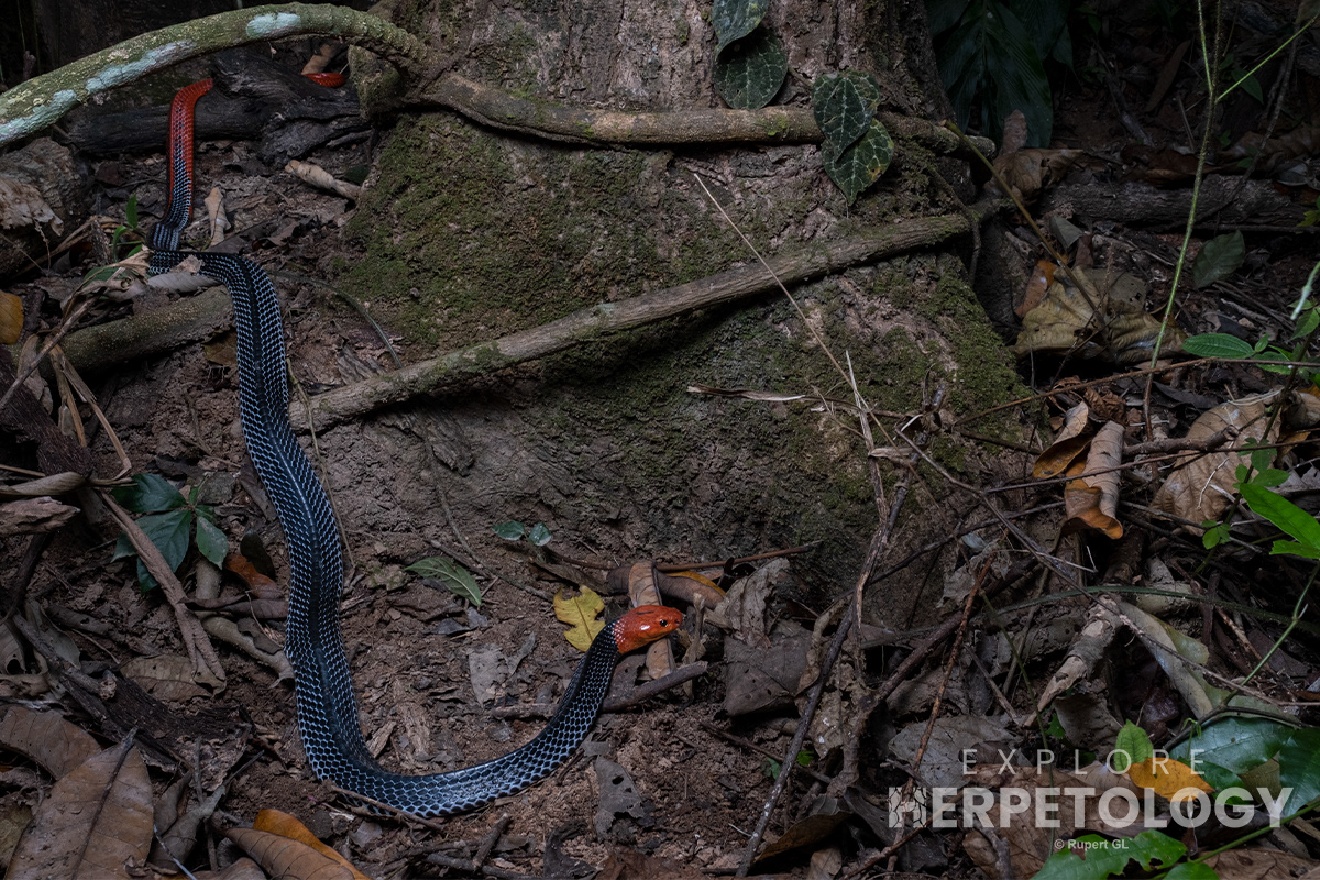 Red-headed krait (Bungarus flaviceps).
