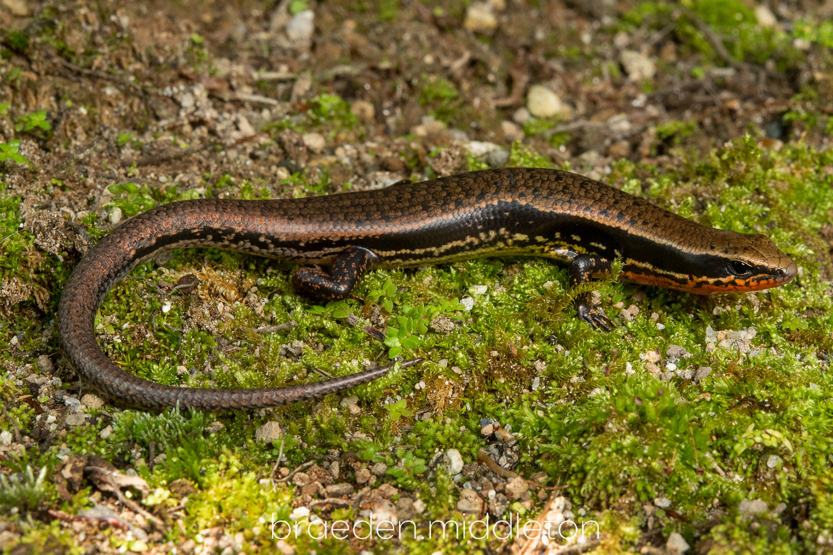 Litter skink (Sphenomorphus sp.)