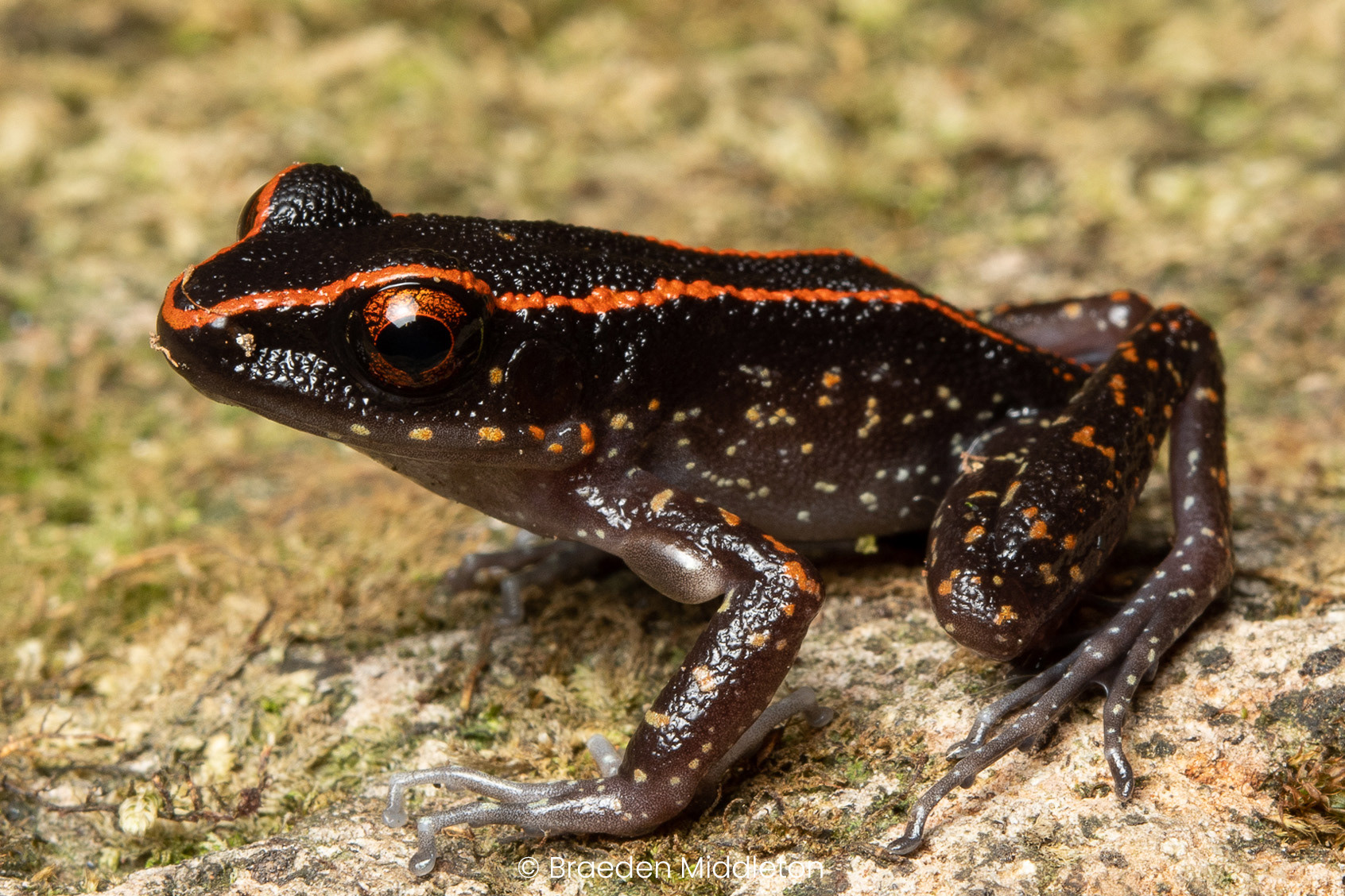 Splendid stream frog (Hylarana fantastica).