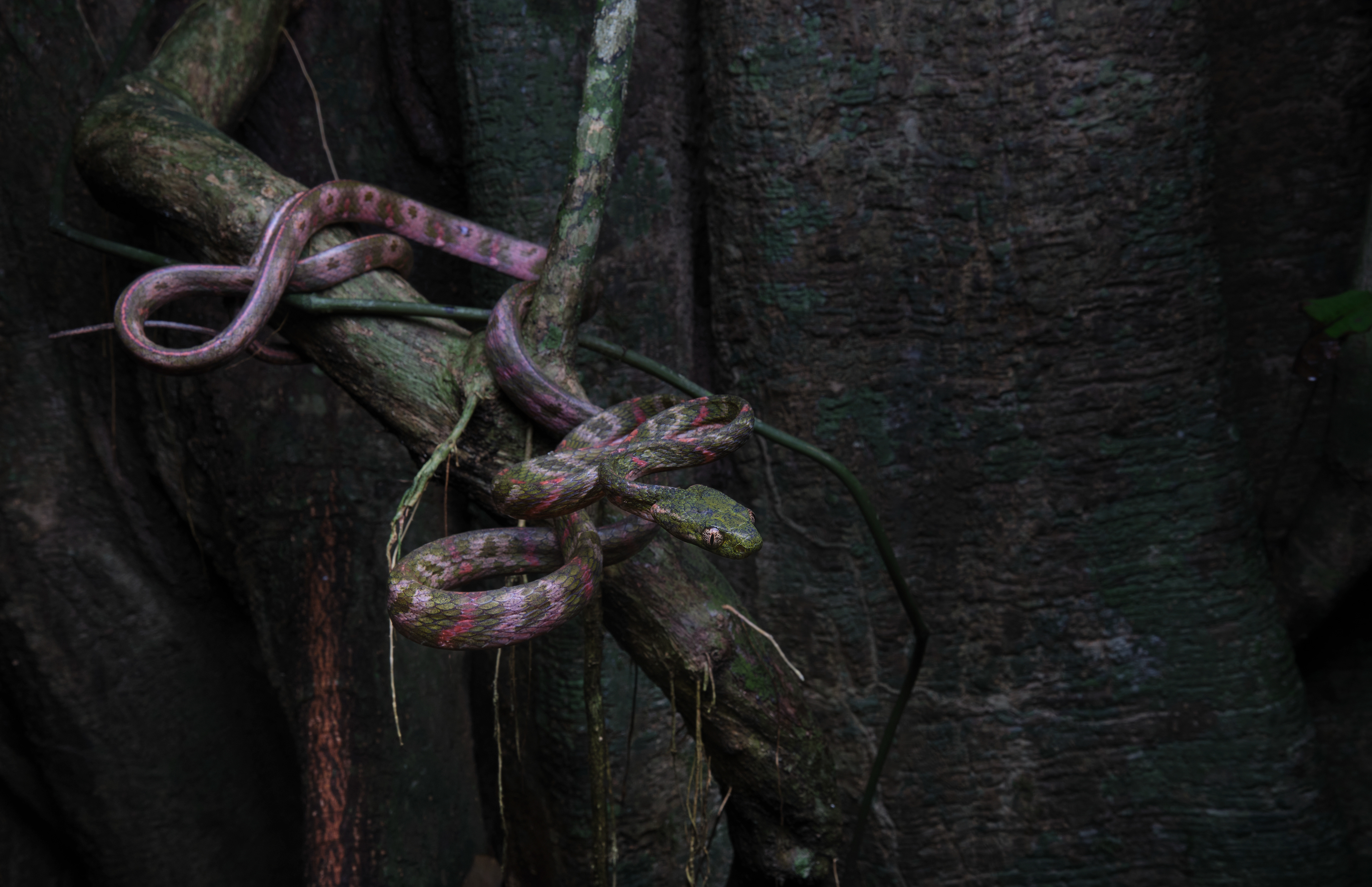 Bengkulu cat snake from Phatthalung