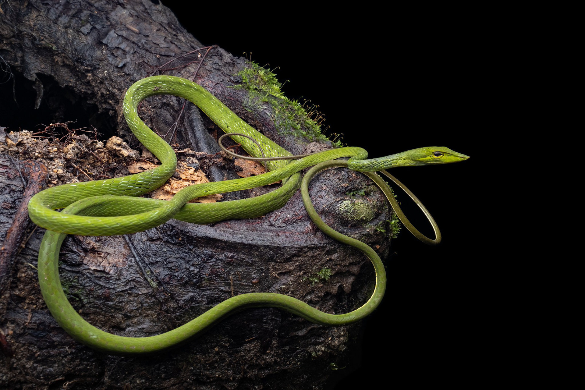 Speckle-headed vine snake (Ahaetulla fasciolata).