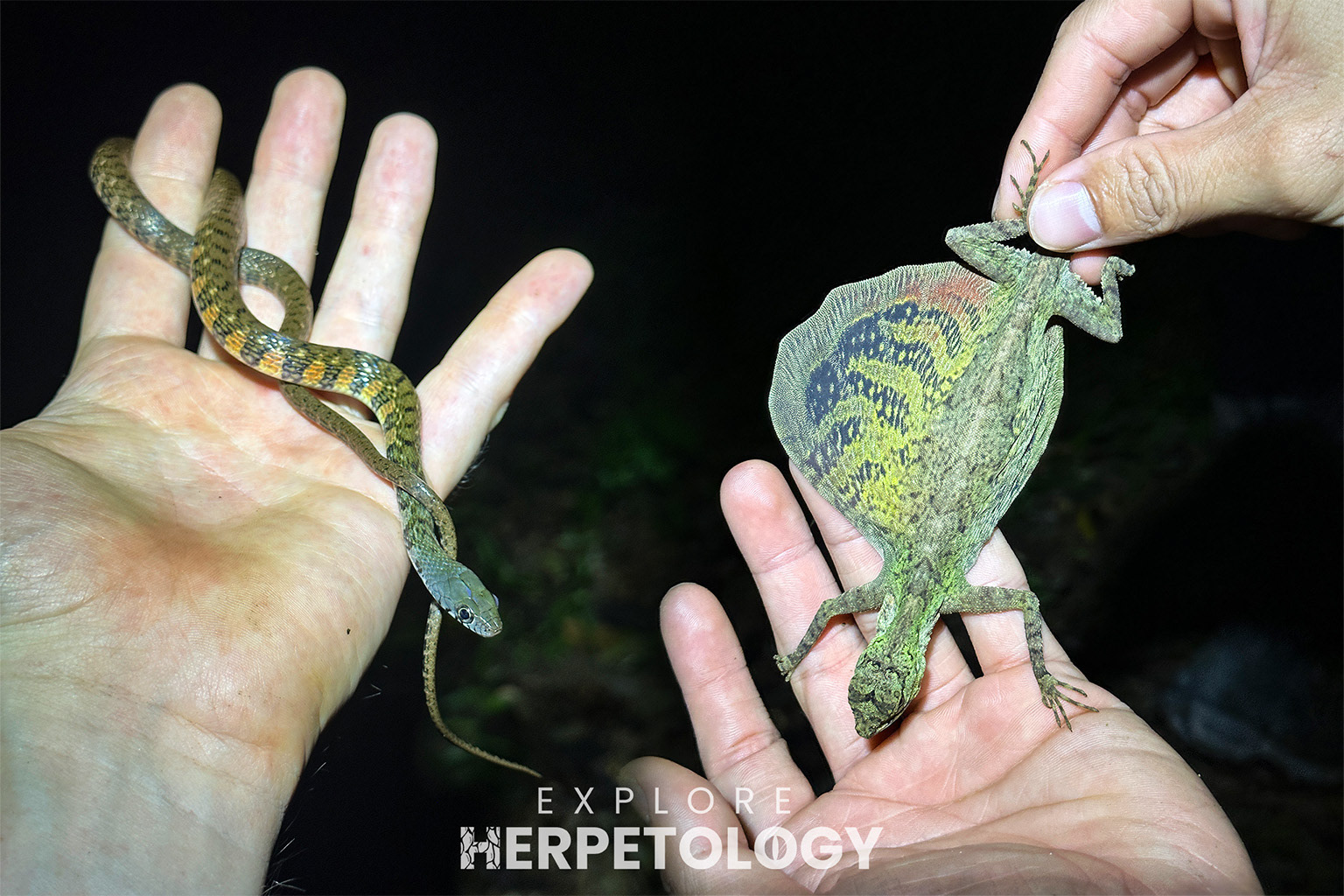 Left: Xenochrophis trianguligerus. Right: Draco blandfordi.
