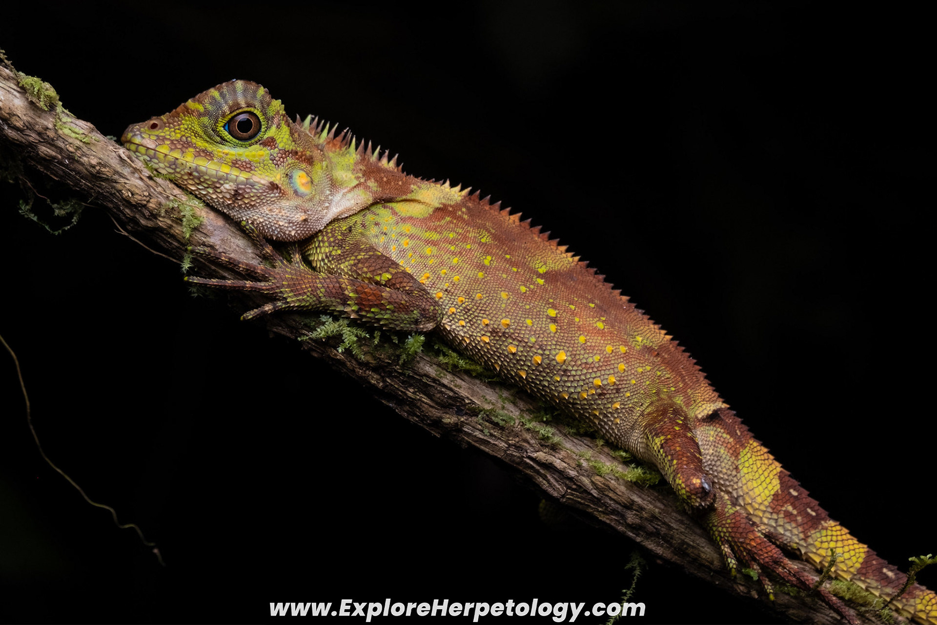 Philippine angle-headed lizard (Gonocephalus sp.).