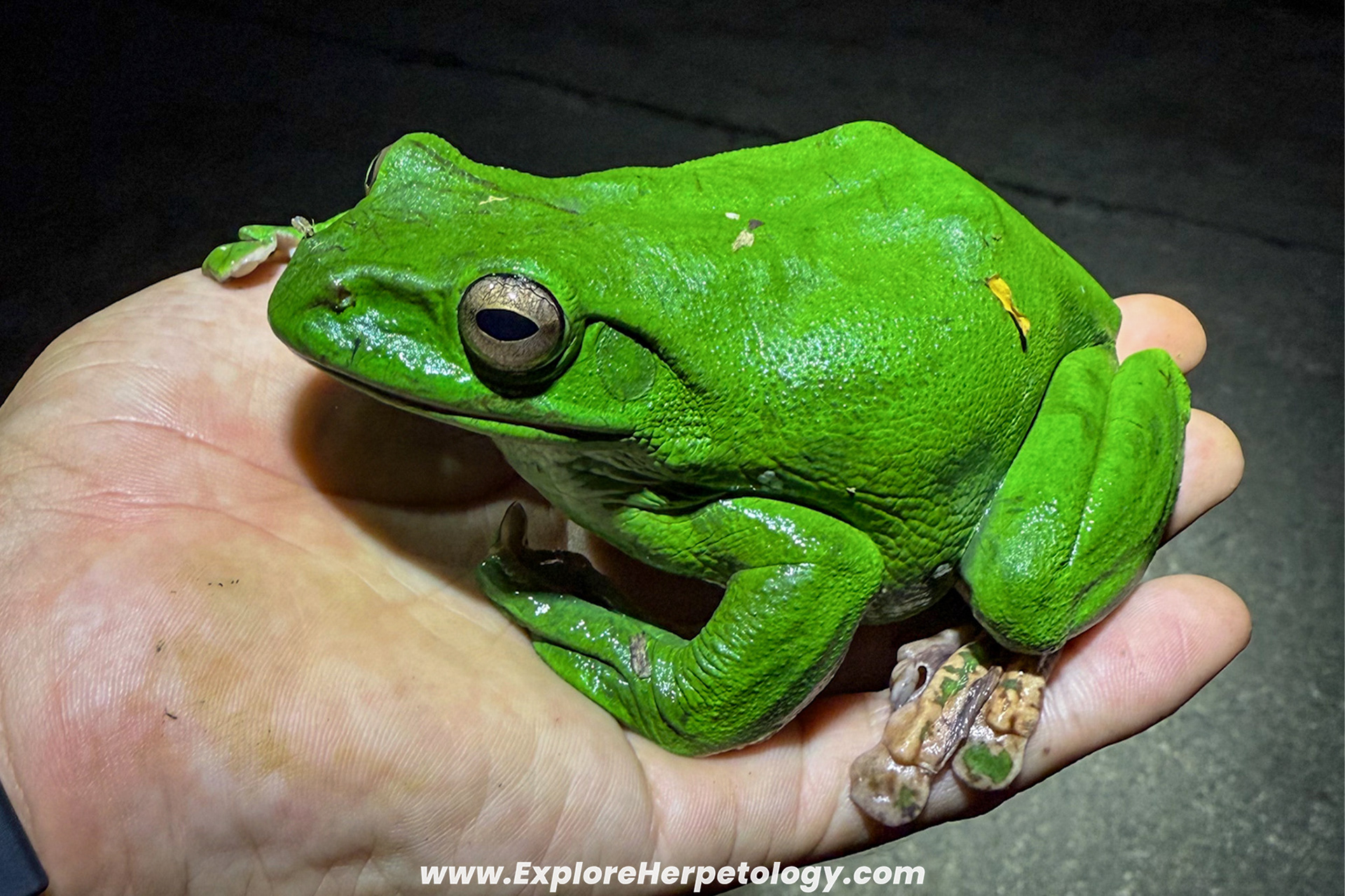 Chinese flying frog (Zhangixalus dennysi).