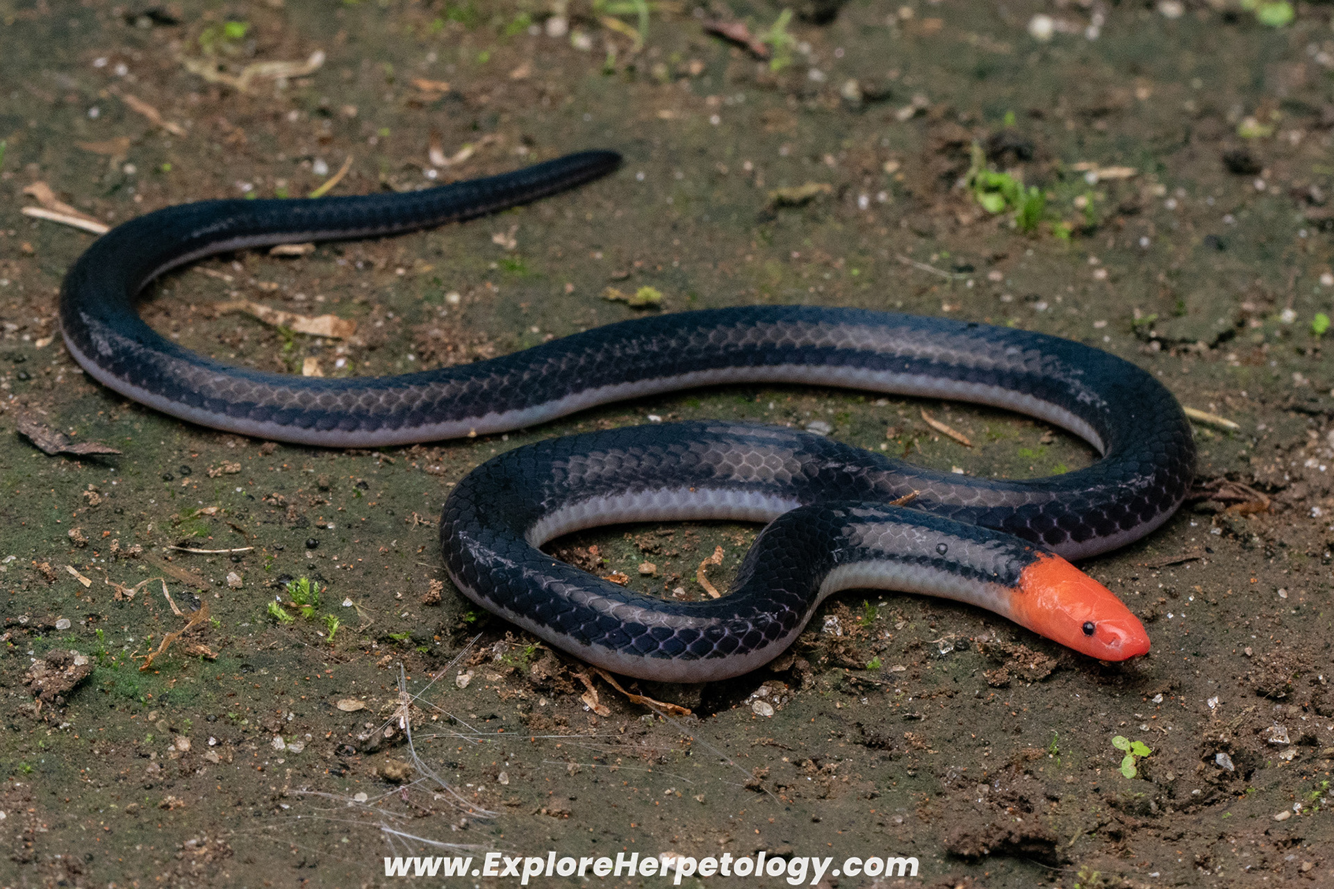 Pink-headed reed snake (Calamaria schlegeli).