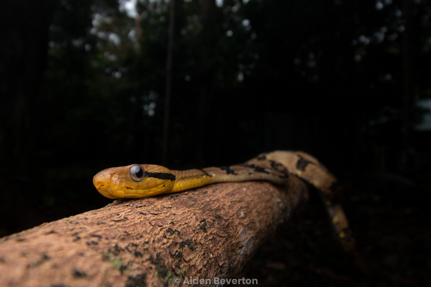 Dog-toothed cat snake (Boiga cynodon).