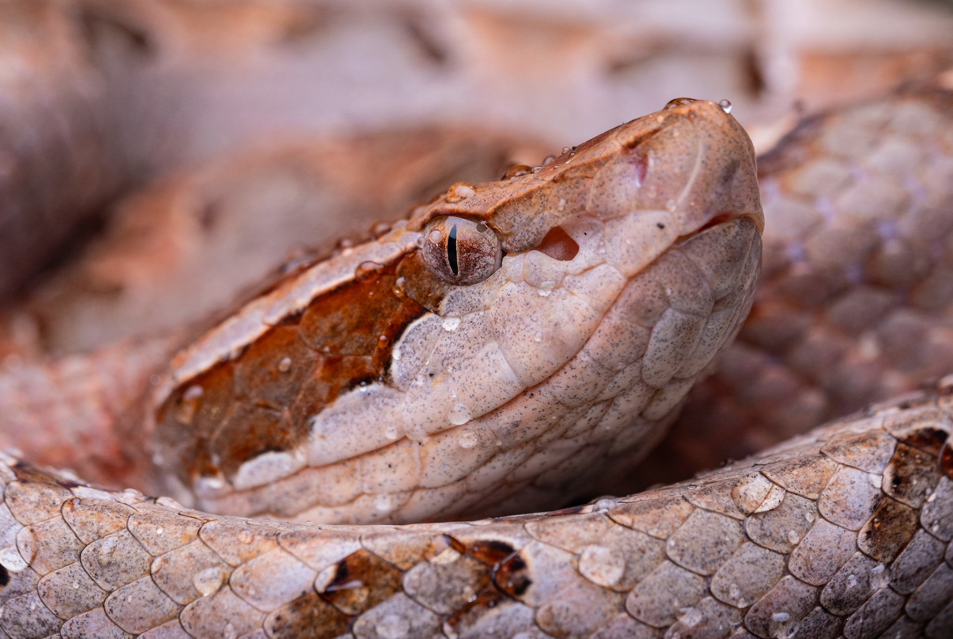 Malayan pit viper (Calloselasma rhodostoma)