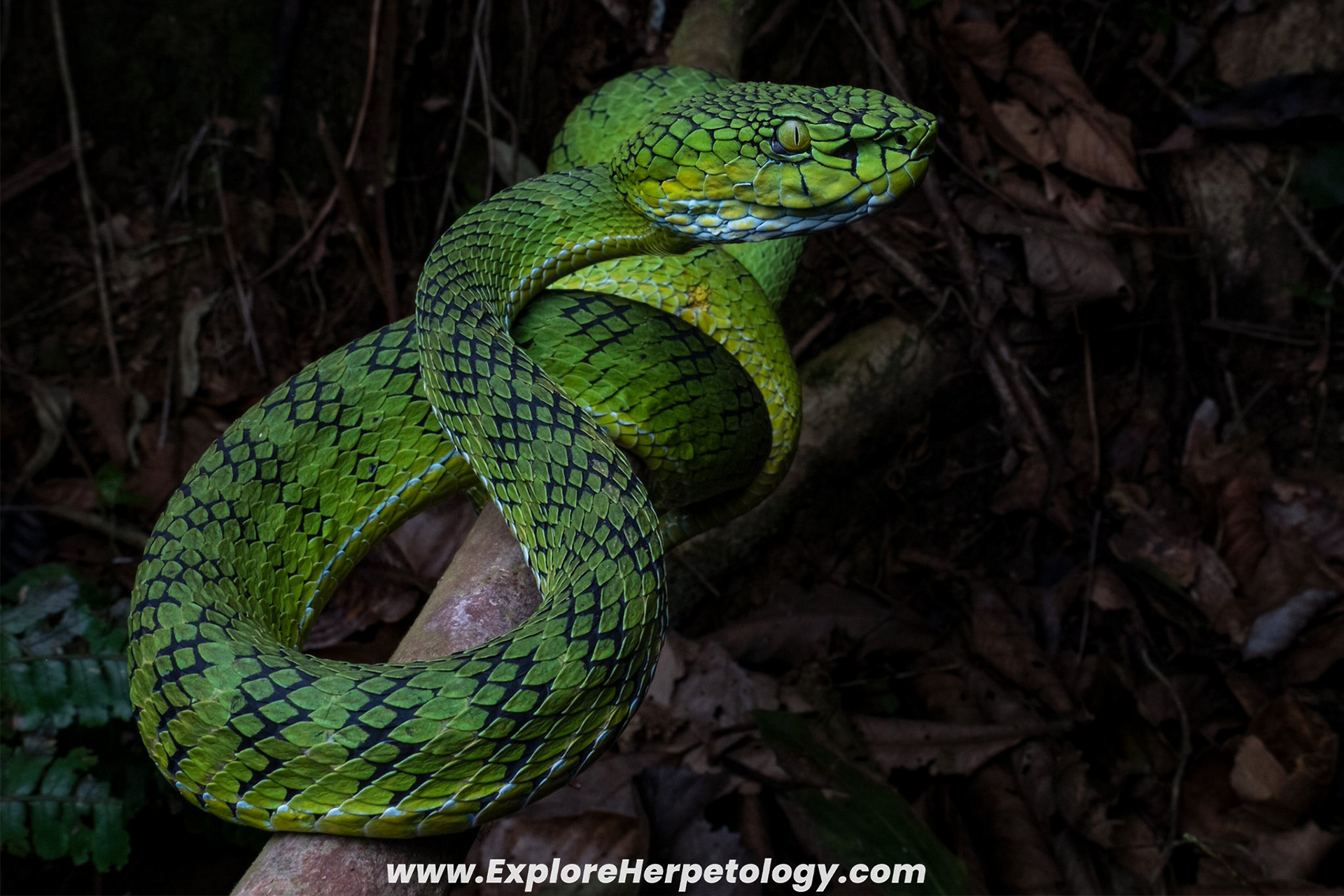 Gunalen's pit viper (Trimeresurus gunaleni).