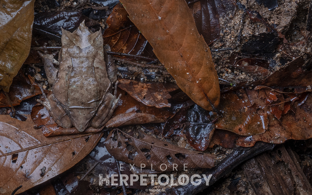 Long-nosed horned frog (Pelobatrachus nasuta)