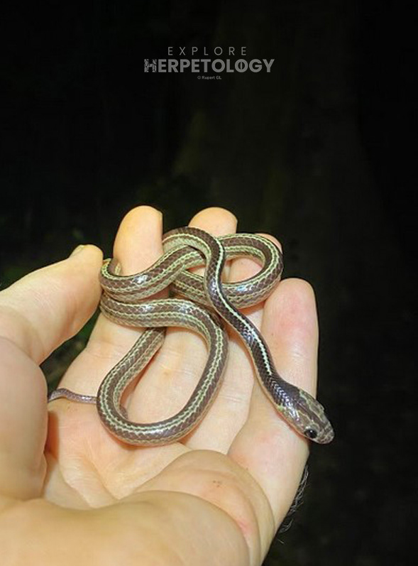 Malayan bridle snake (Lycodon subannulatus).