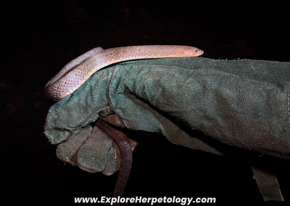 Brown kukri snake (Oligodon purpurascens).