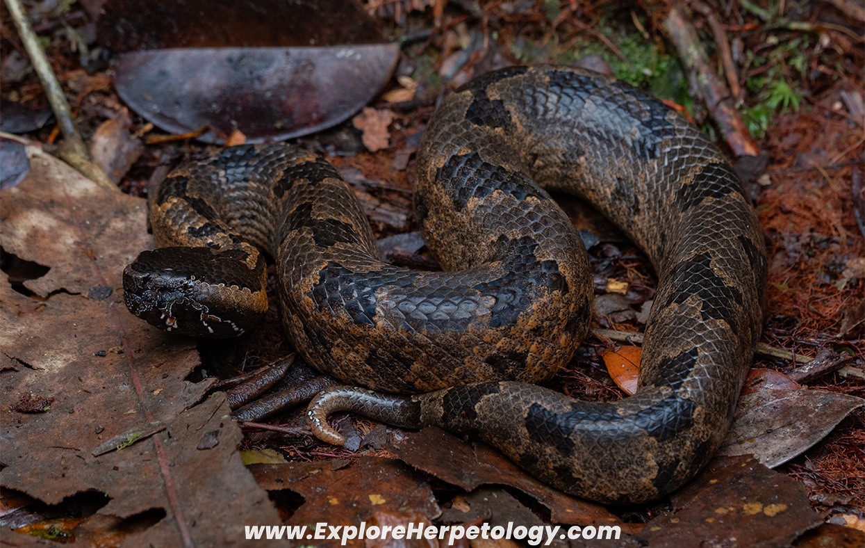 Malayan mountain pit viper (Ovophis convictus).