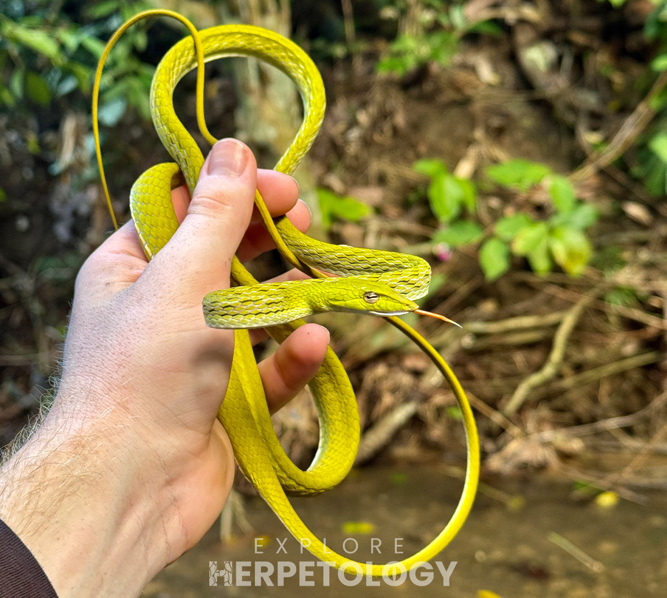 Philippine vine snake (Ahaetulla prasina preocularis)