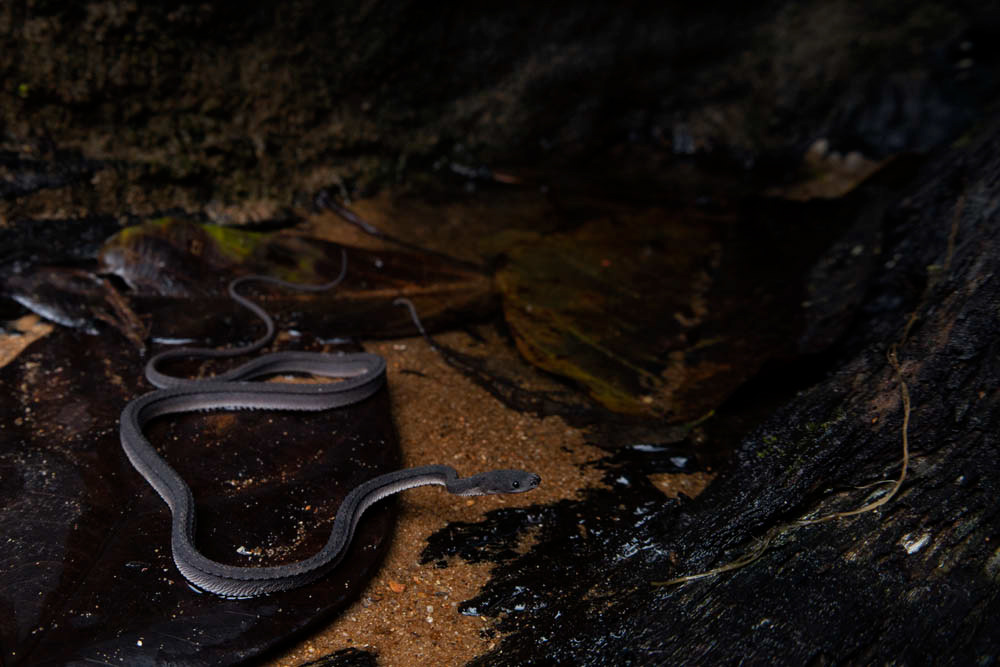 Dragon snake (Xenodermus javanicus) from Thailand.