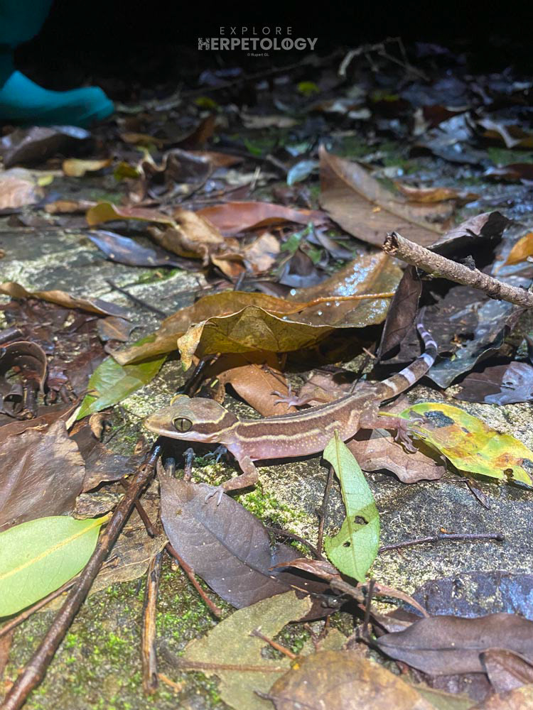 Four-striped bent-toed geckos (Cyrtodactylus quadrivirgatus)