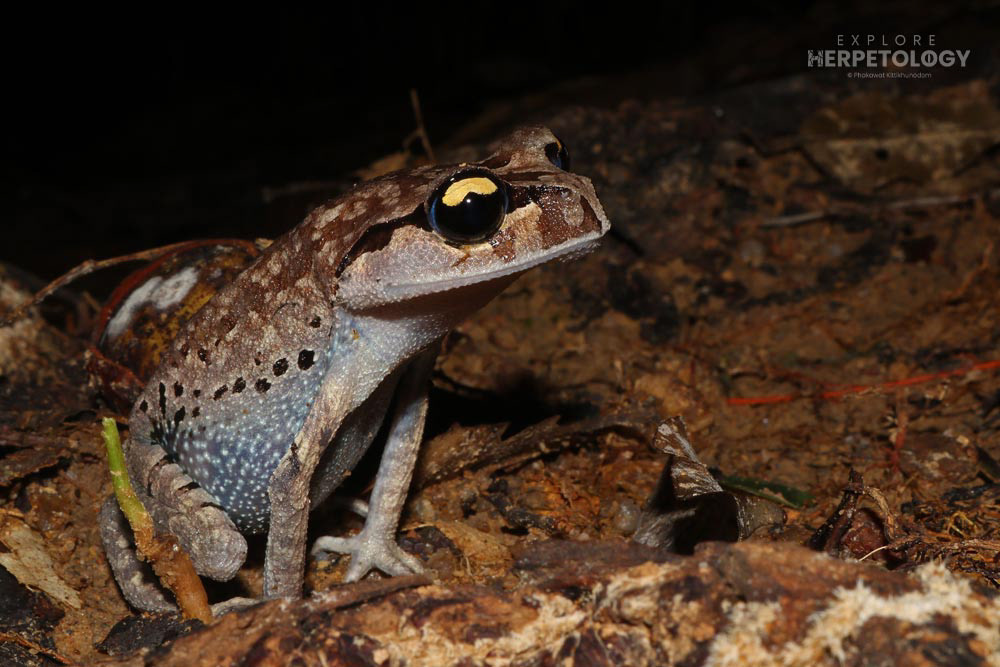 Smith’s litter toad (Leptobrachium smithii)