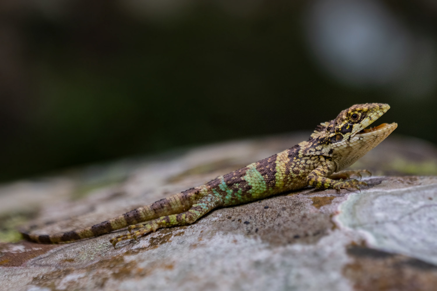 Burmese mountain agamid (Pseudocalotes khakienensis).