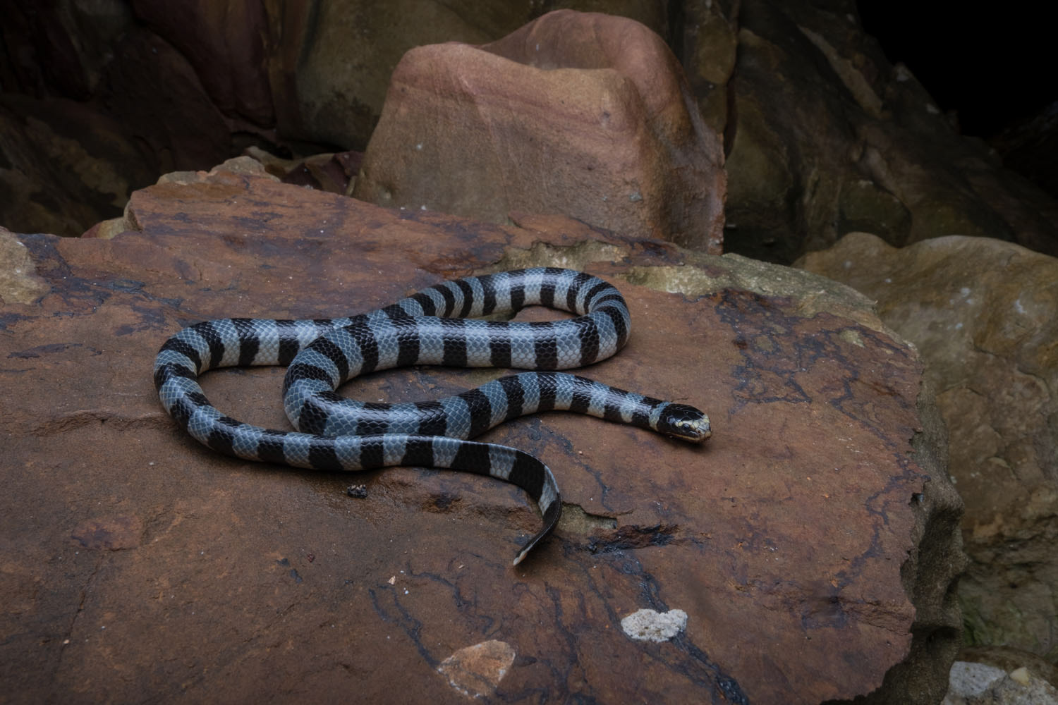 Yellow-lipped sea krait (Laticauda colubrina)