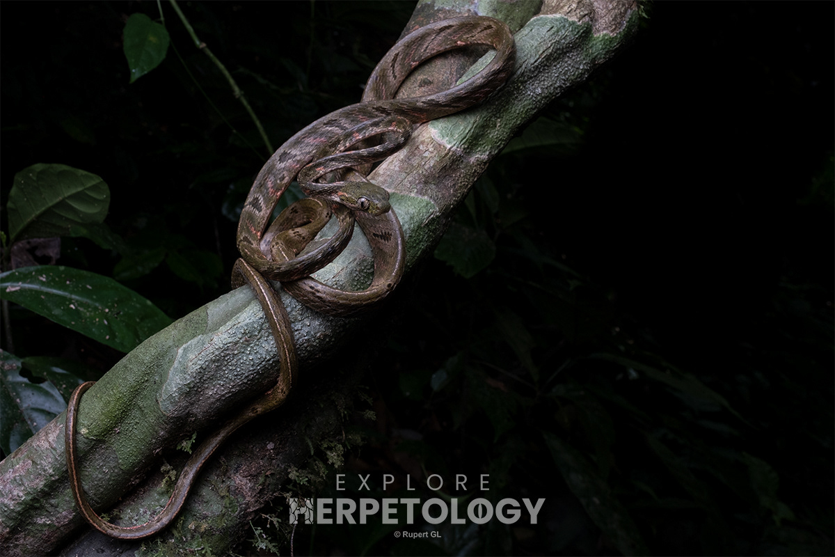 Bengkulu cat snake (Boiga bengkuluensis).