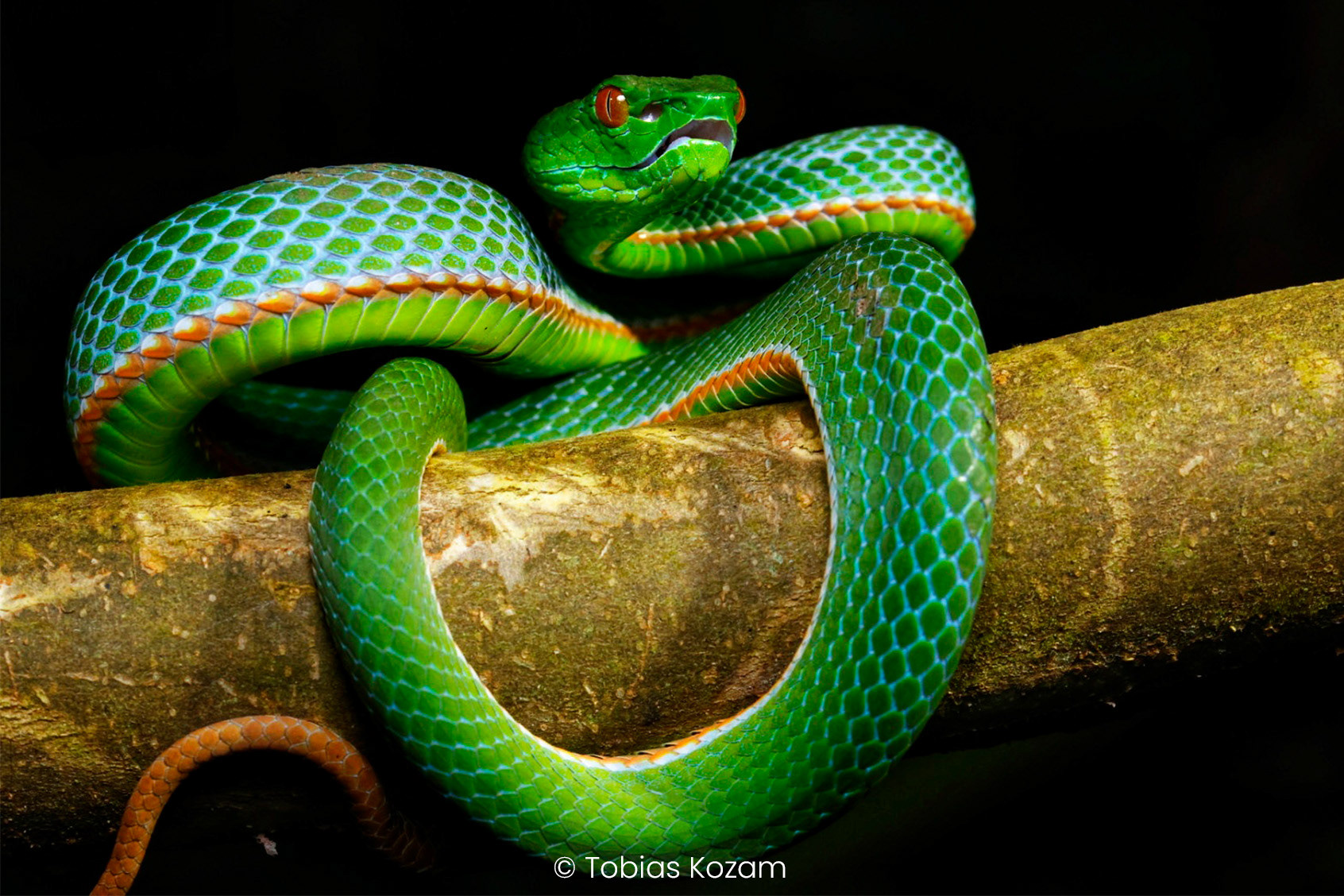 Male Lake Toba pit viper (Trimeresurus s. toba).