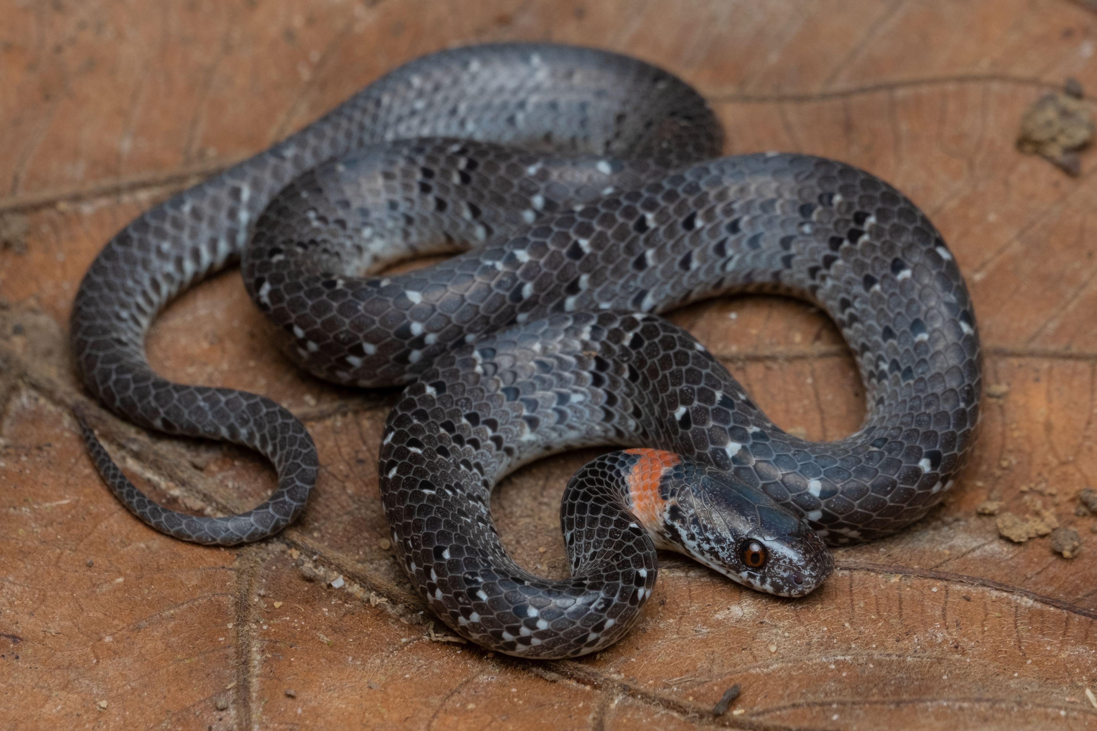 White-spotted slug snake (Pareas margaritophorus)