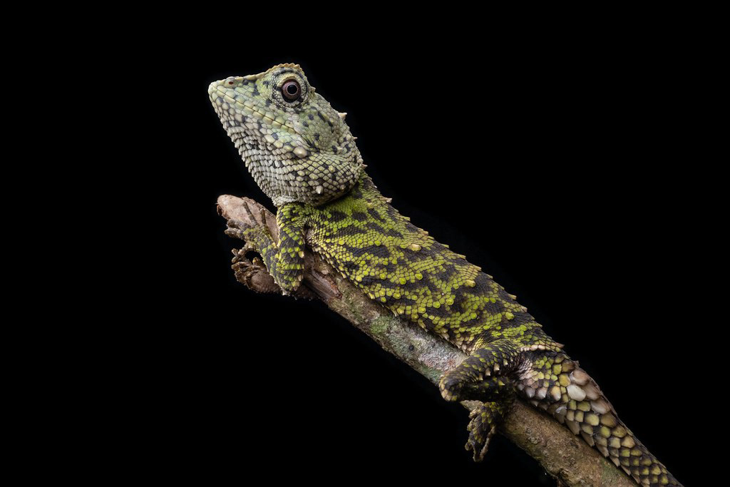 Moquard's eyebrow lizard (Pelturagonia cephalum)