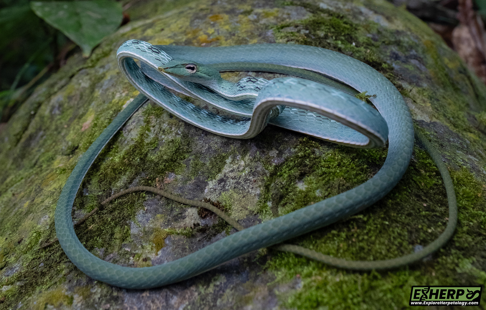 Speckle-headed vine snake (Ahaetulla fasciolata).