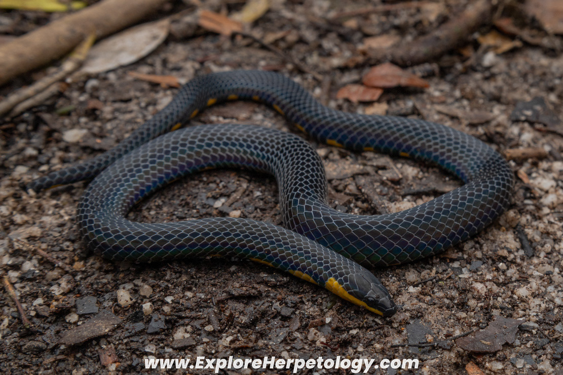 Tweedie's reed snake (Macrocalamus tweediei).