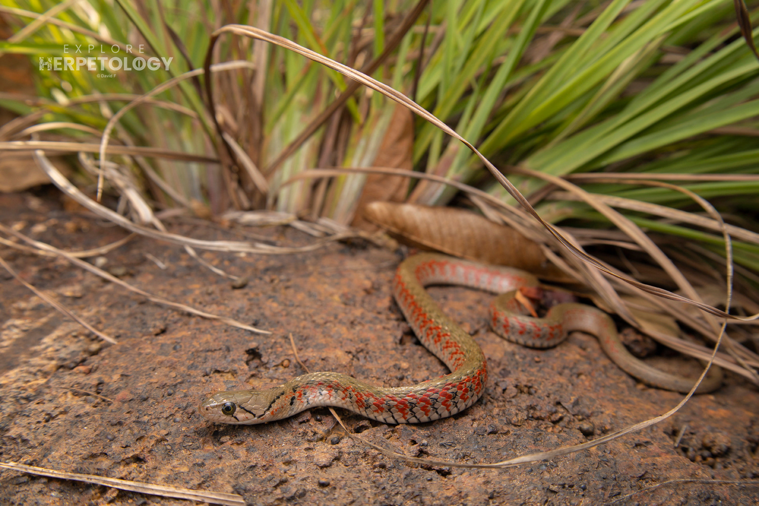 The prettiest Yellow-spotted keelback (Fowlea flavipunctatus) we'd ever seen.