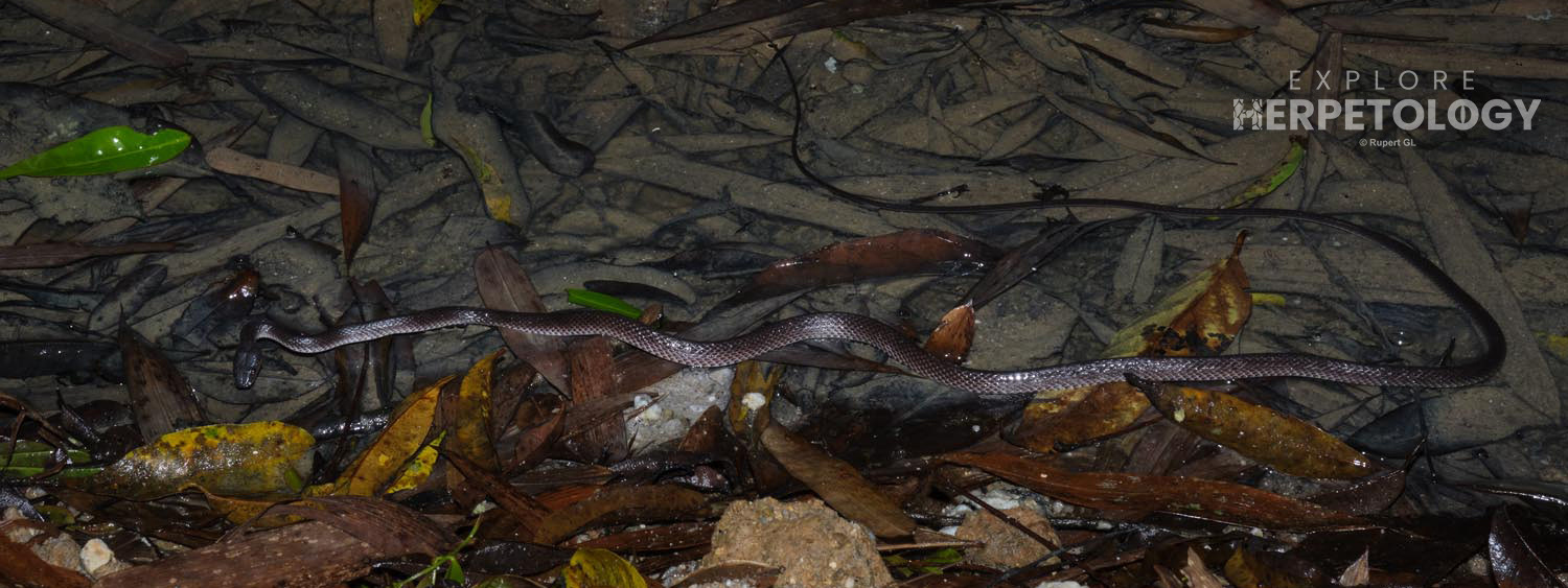 Dusky/slender wolf snake (Lycodon albofuscus)