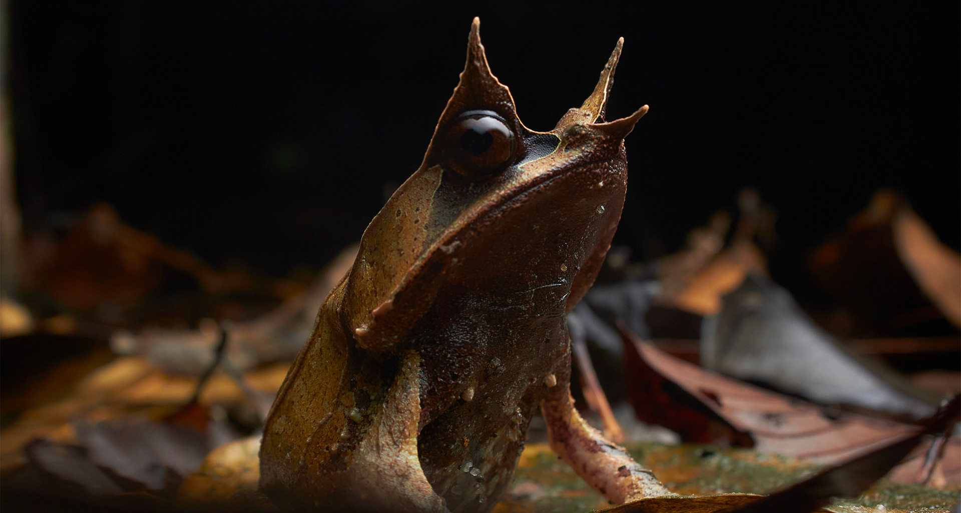 Long-nosed horned frog (Pelobatrachus nasuta).