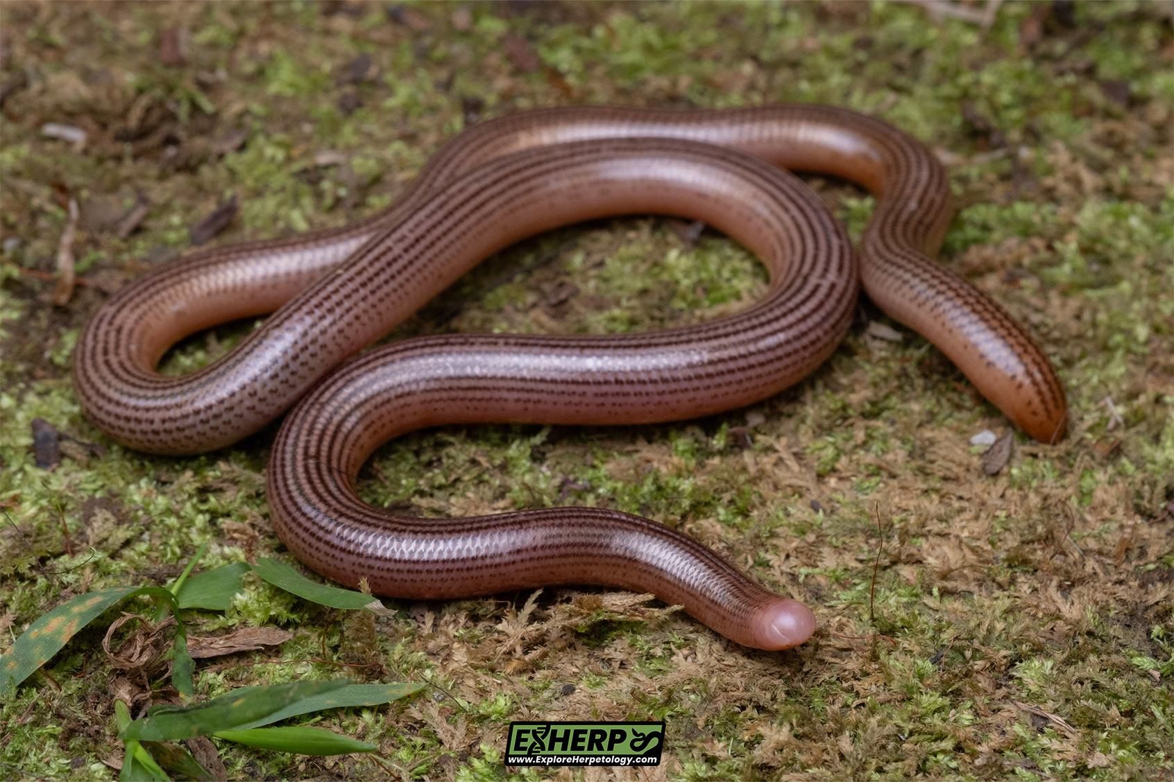 Lined blind snake (Ramphotyphlops lineatus).