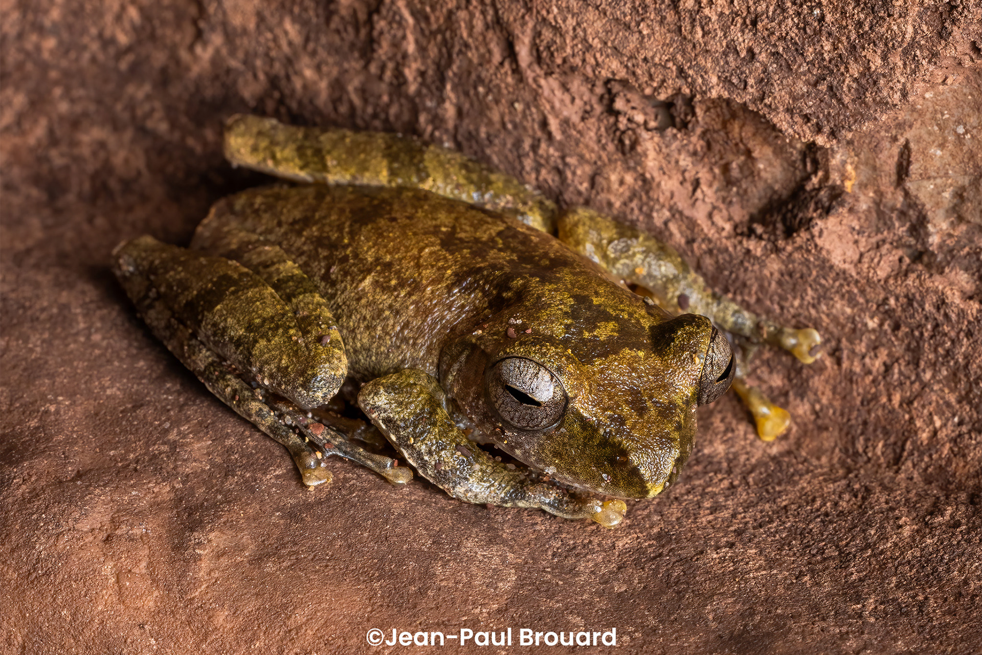 Cave flying frog (Rhacophorus spelaeus). 