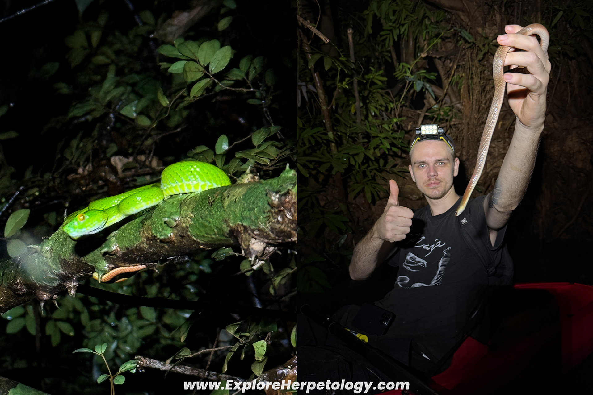 More common species. 