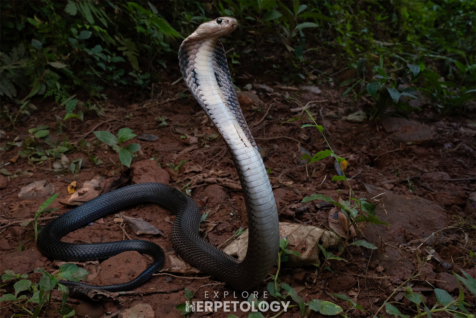 Brown-banded mountain cobra (Naja fuxi)